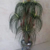 درخت نخل مصنوعی درحدنو سالم ومرتب