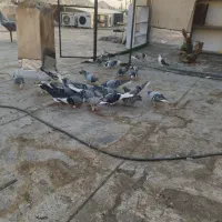 دمگیر