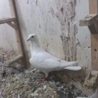 سفید کرمونی فروشی معاوضه