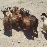 بز چاق
