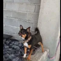 سگ پاکوتاه نسل دار