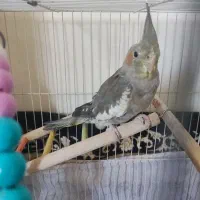 عروس هلندی نر و ماده