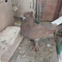 یک جفت سرور