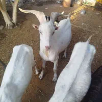 حیوان داشتی بز سارن