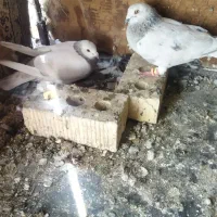 سینه|پرنده|مرودشت, ژیان|دیوار
