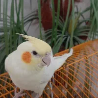 عروس هلندی