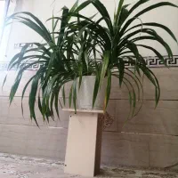 گل بزرگ مخصوص نمایشگاه