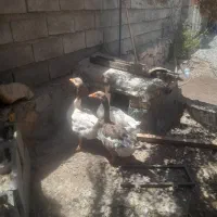 فروش جوجه،بوقلمون،مرغ،غاز
