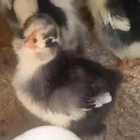 جوجه گلین اصل