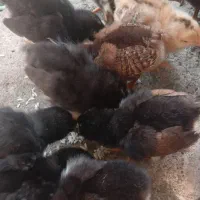 13عدد جوجه محلی بصورت یکجا