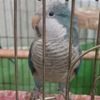 جفت طوطی راهب