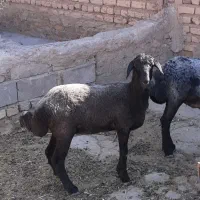 بره ماده افشاری