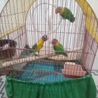 کوتوله