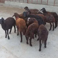 ۱۲ راس بره نر دشتی برای نگهداری و پرواری
