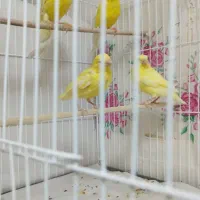 یلو فکتور همراه سه عدد جوجه