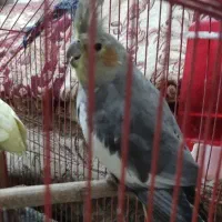 عروس هلندی ماده