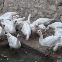 غاز|حیوانات مزرعه|کرمانشاه, |دیوار