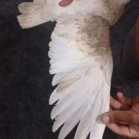 گلوپی نر