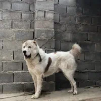 الابای|سگ|ساوه, |دیوار