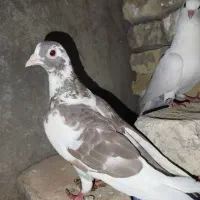 کبوتر گم شده