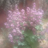 خدمات باغ و فضای سبز