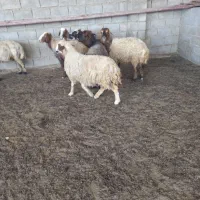 گوسفند داشتی