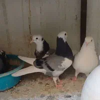 کبوتر جوجه عالی