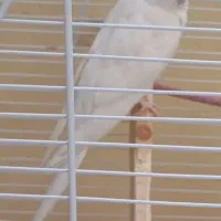 گمشده