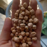 نخود محلی