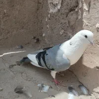 کفتر نر پشت دم سبز
