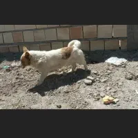 سگ پاکوتاه