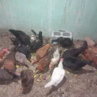 تعدادی مرغ تخم گذار