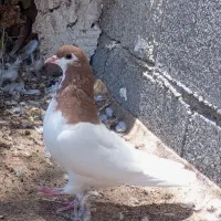 کبوتر خوشرنگ یال