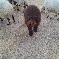 بره
