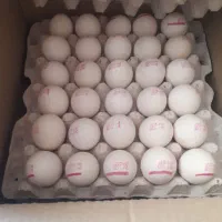 تخم مرغ تازه به روز
