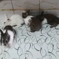 بچه خرگوش کلی