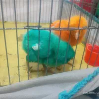 2عدد جوجه رنگی