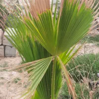 باغ