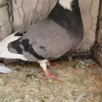 کبوتر