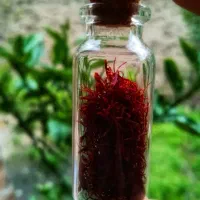 زعفران ناب از ییلاقات گیلان
