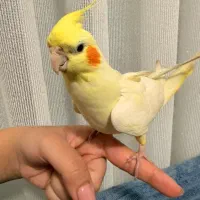 عروس هلندی با قفس و کیف حمل