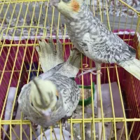 طوطی عروس مرواریدی