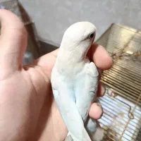 کوتوله برزیلی مارال