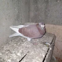دورگ نر مسافتی