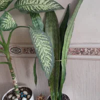 گل طبیعی ۴عدد