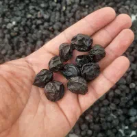 فروش آلوچه جنگلی