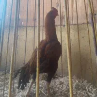 لاری|حیوانات مزرعه|کرج, آتشگاه|دیوار