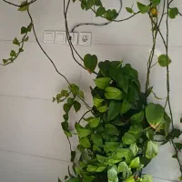 فروش گل آپارتمانی