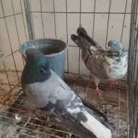 کبوتر نسبتا پرشی