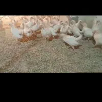 پولت مادر تخم گذار ال اس ال